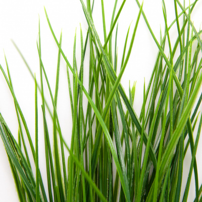 Трава искусственная -4, шт  (осока 50 см/8 см  7 листов)				 - купить в Нефтекамске. Цена: 130.73 руб.